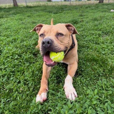 Enlarge Tater Keg, a Adoptable Mixed Breed in Edwardsville, IL image 5/6