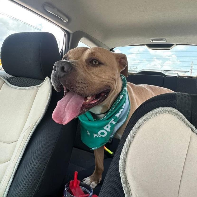 Enlarge Tater Keg, a Adoptable Mixed Breed in Edwardsville, IL image 5/6