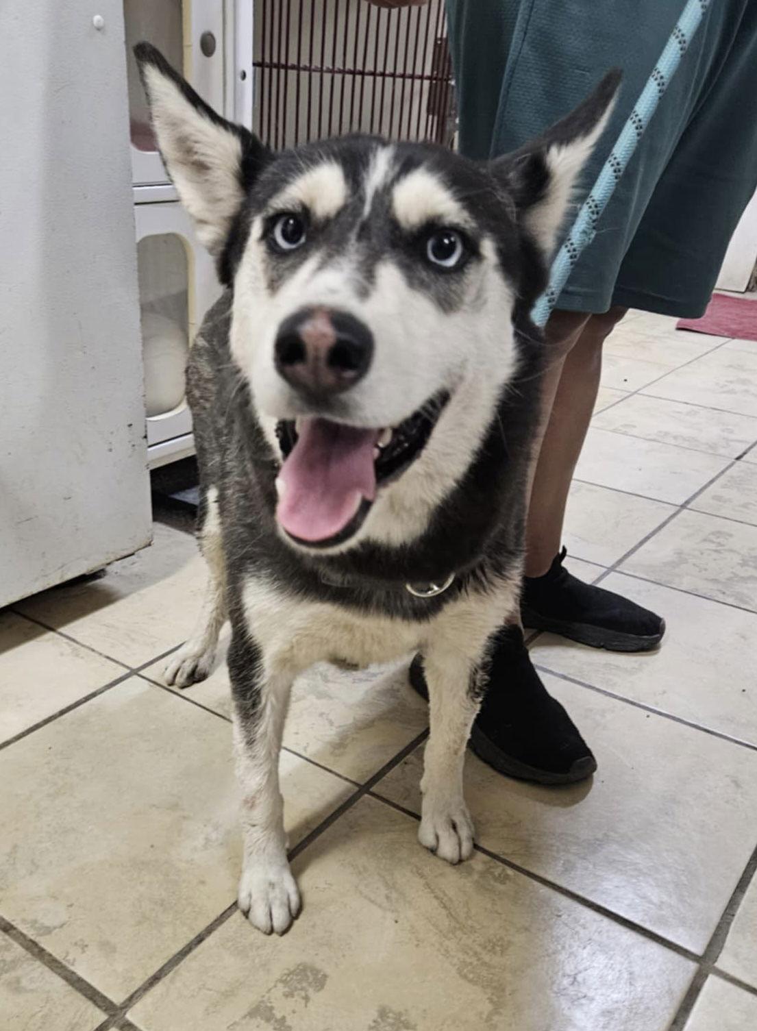 Enlarge Winnie, a Adoptable Husky in El Centro, CA image 1/2