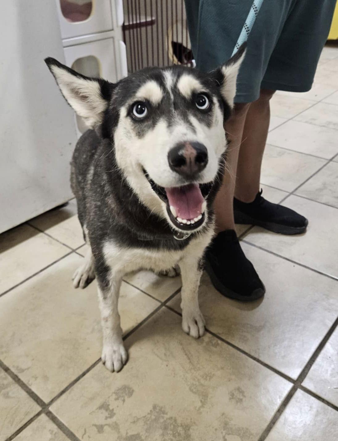 Enlarge Winnie, a Adoptable Husky in El Centro, CA image 2/2