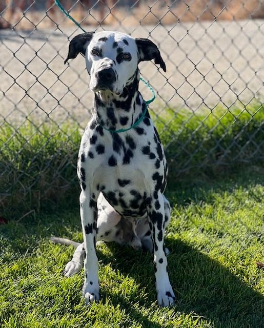 Thrax / 61977877, Adoptable, Adult Male Dalmatian.