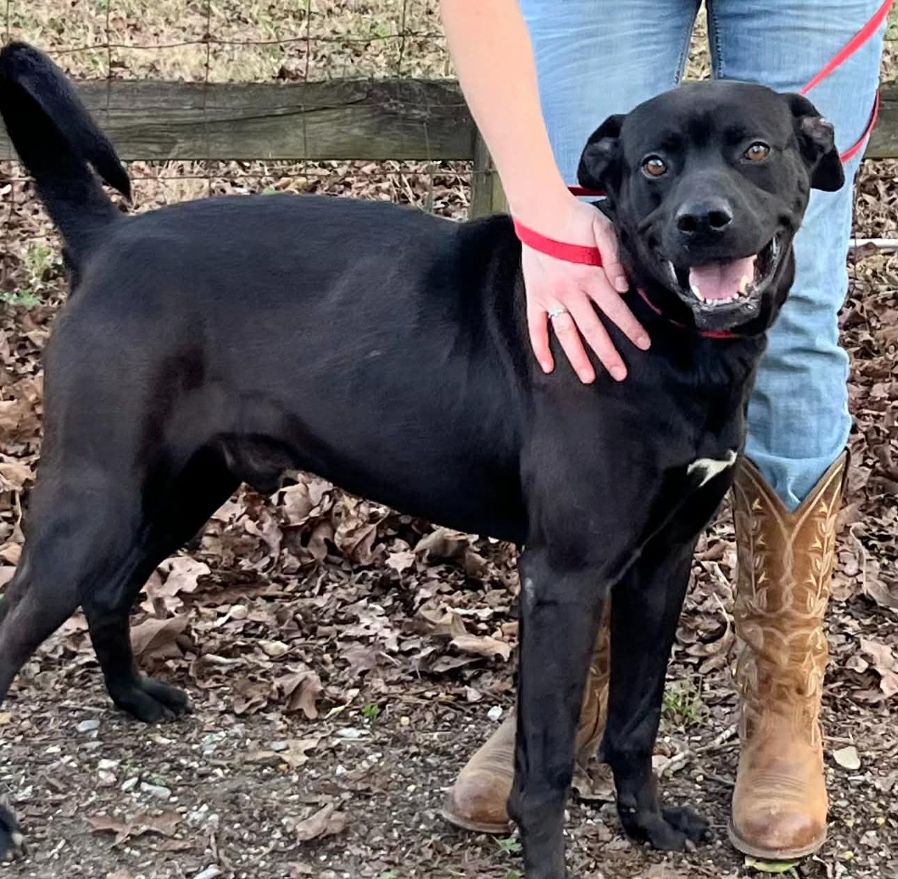 Enlarge Hunt, a ADOPTABLE Mixed Breed in Fairfield, NJ image 1/5