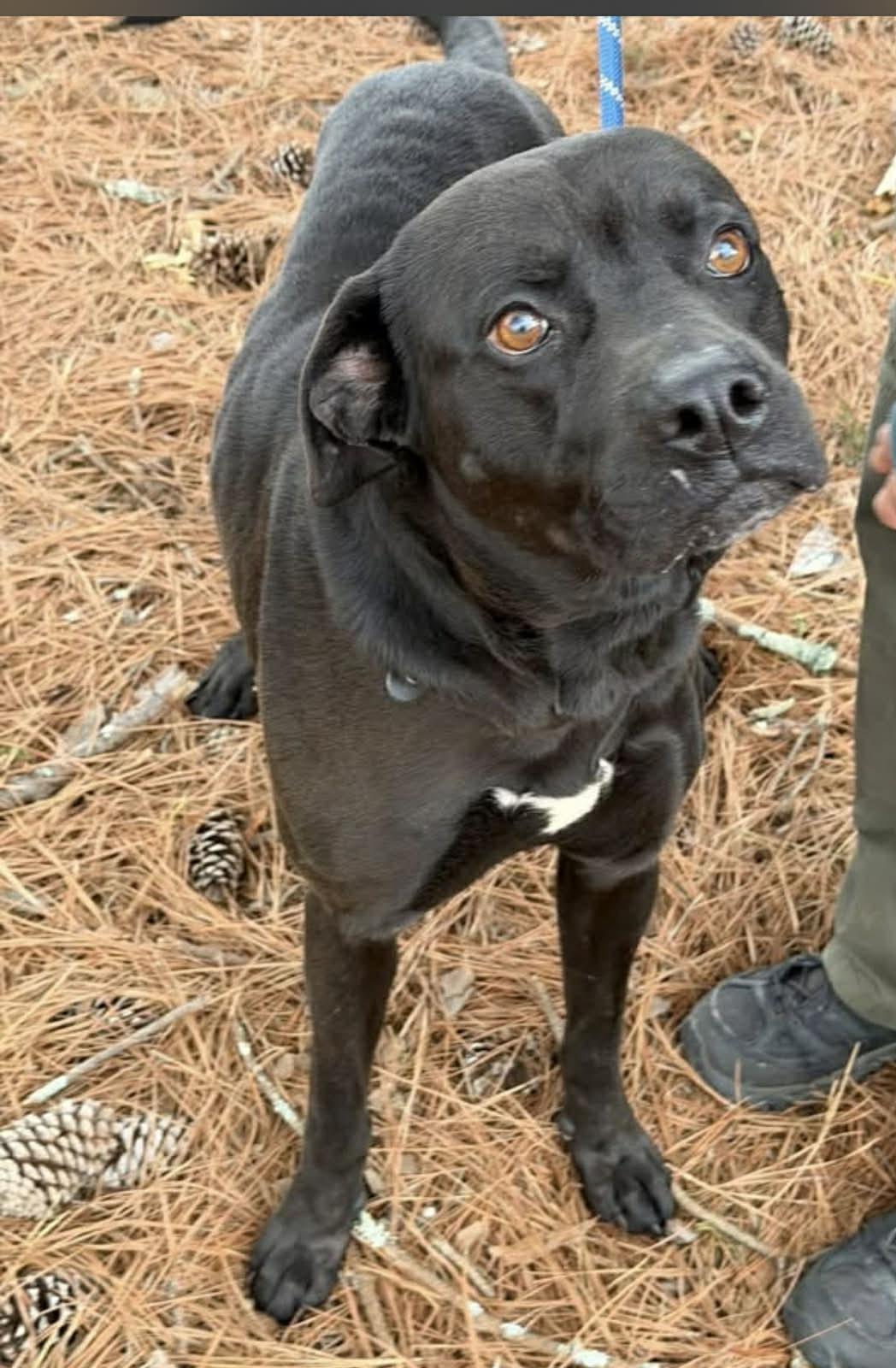 Enlarge Hunt, a ADOPTABLE Mixed Breed in Fairfield, NJ image 3/5