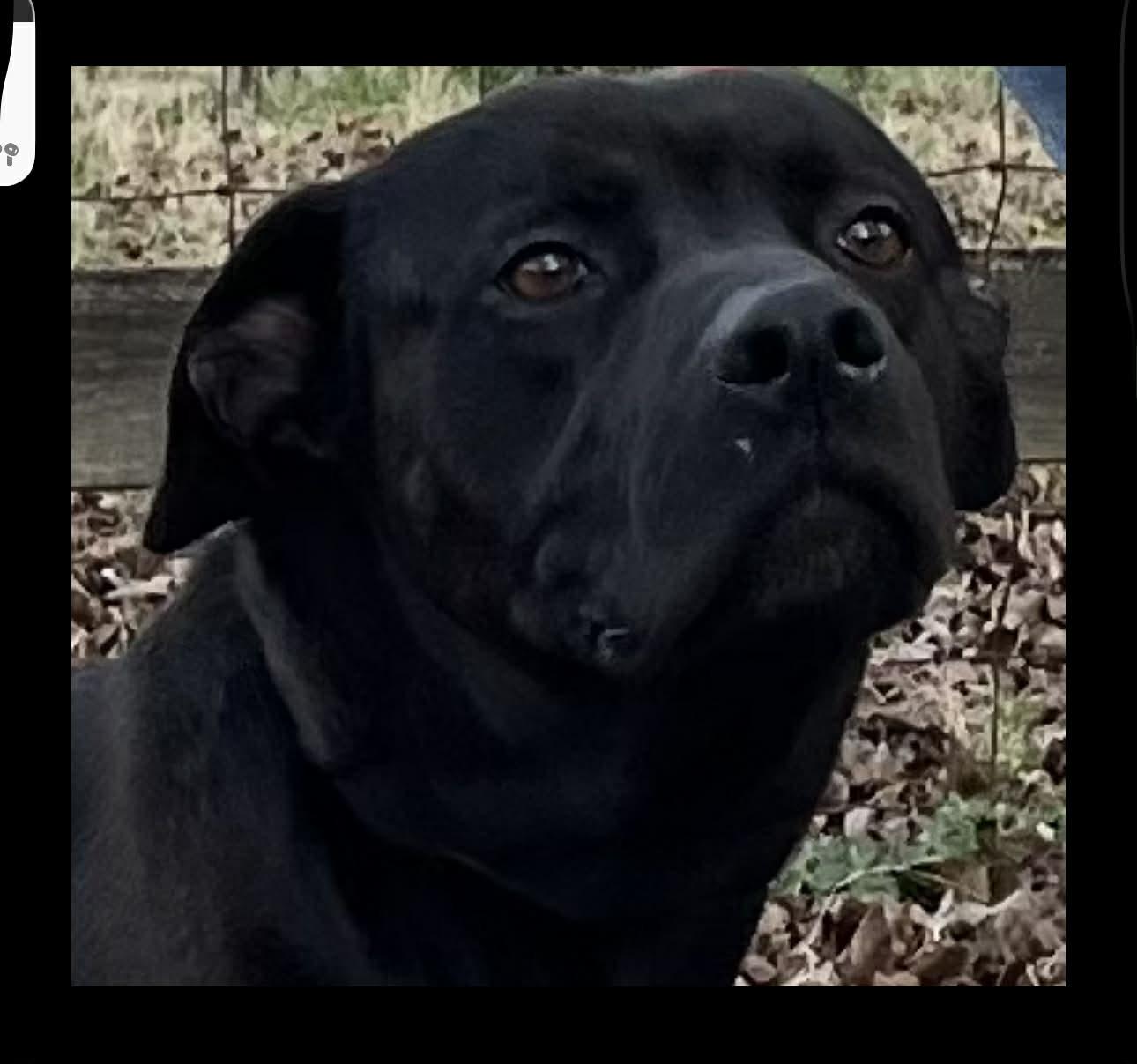 Enlarge Hunt, a ADOPTABLE Mixed Breed in Fairfield, NJ image 2/5