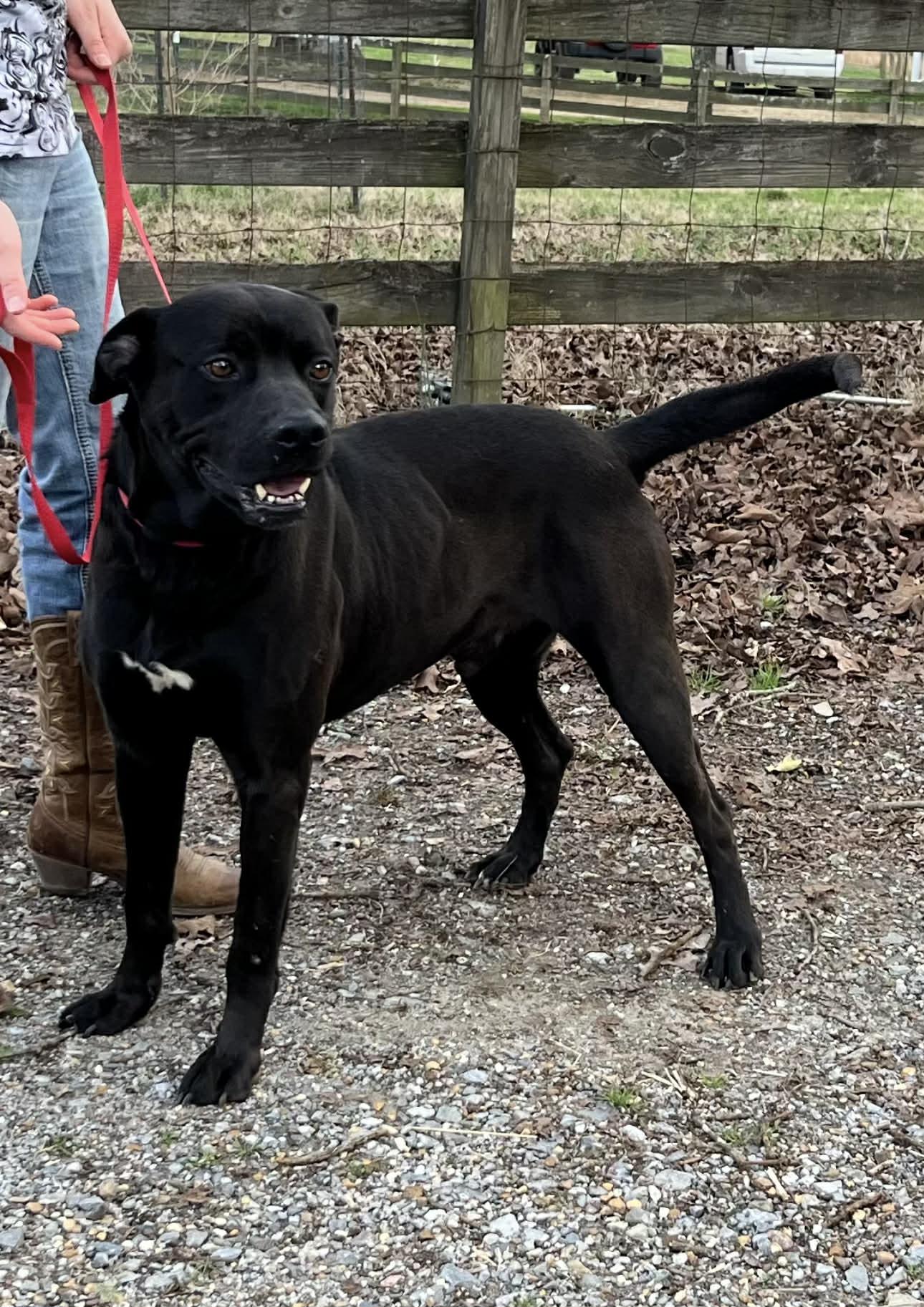 Enlarge Hunt, a ADOPTABLE Mixed Breed in Fairfield, NJ image 5/5