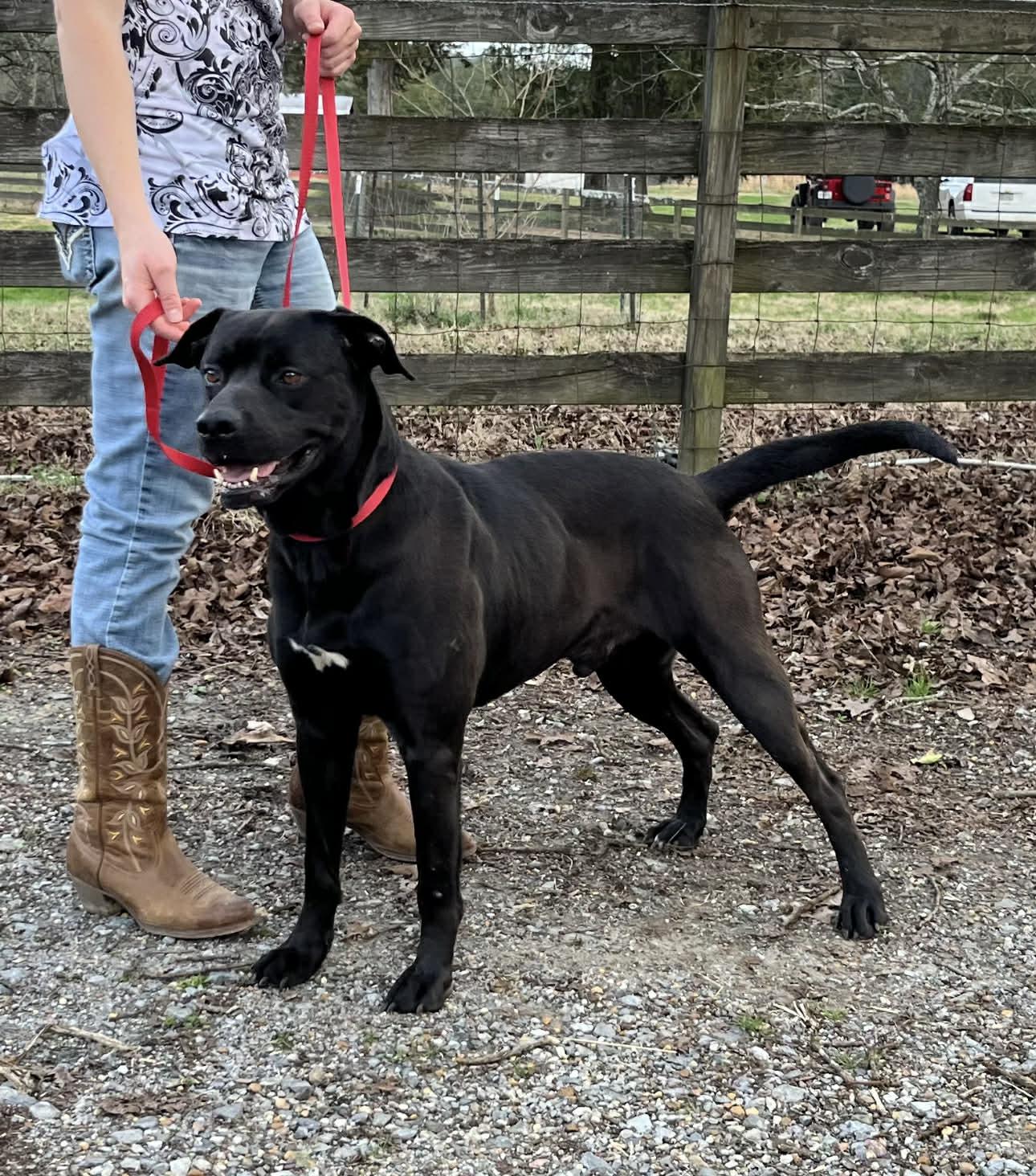 Enlarge Hunt, a ADOPTABLE Mixed Breed in Fairfield, NJ image 4/5
