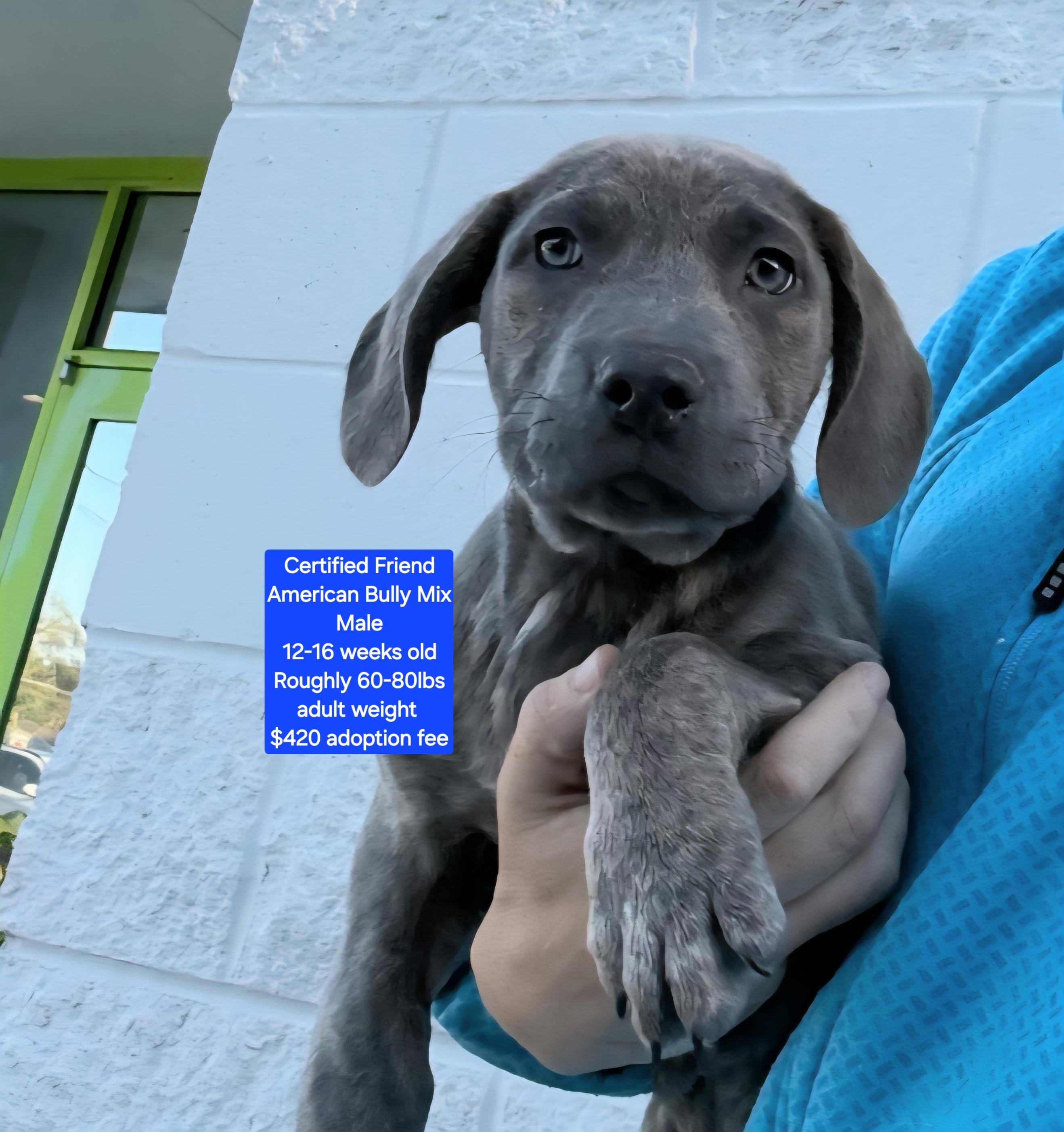 Certified Friend, ADOPTABLE, Puppy Male American Bully.