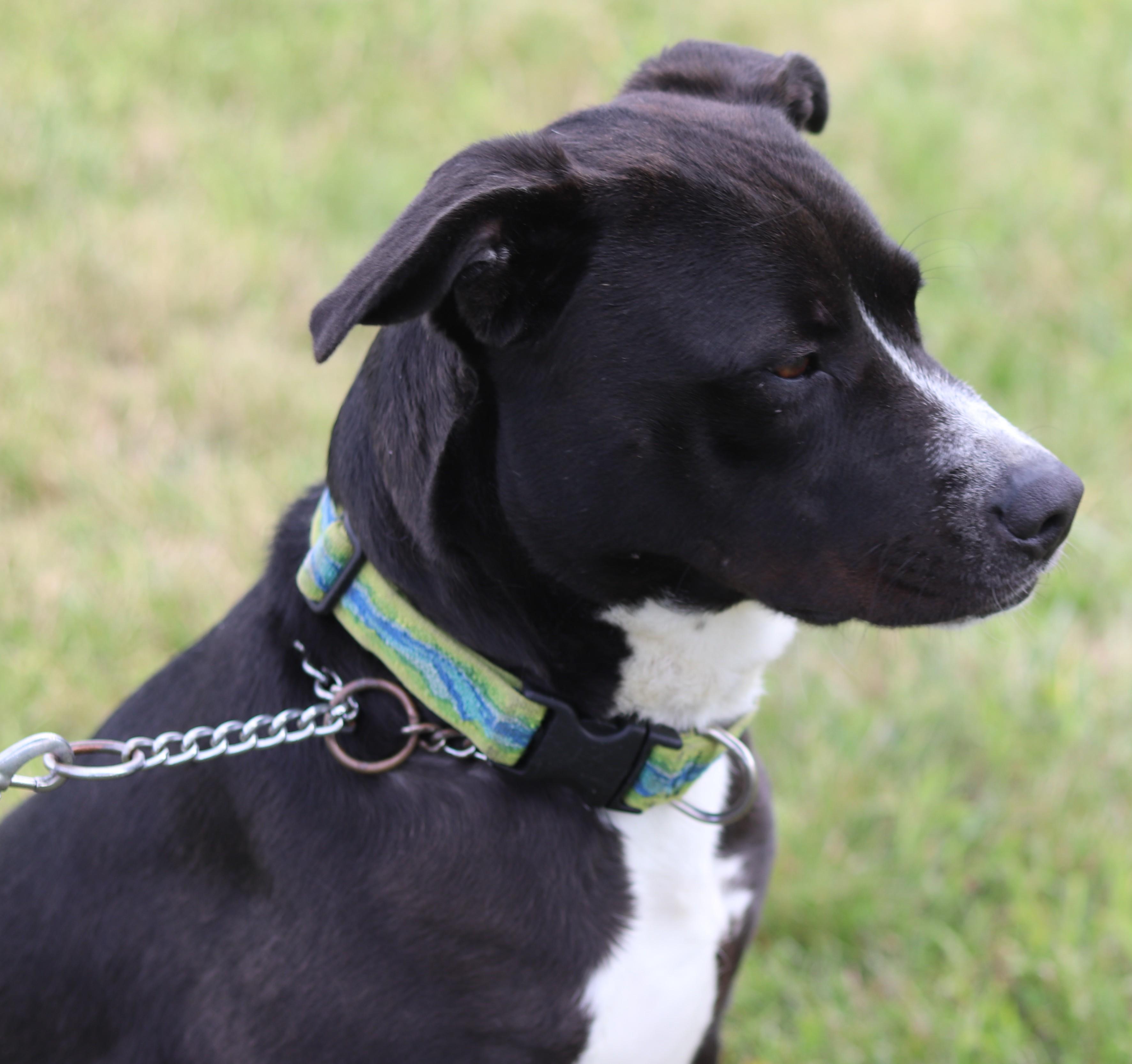 Enlarge Spaz, an adopted Mixed Breed in Ionia, MI image 4/6