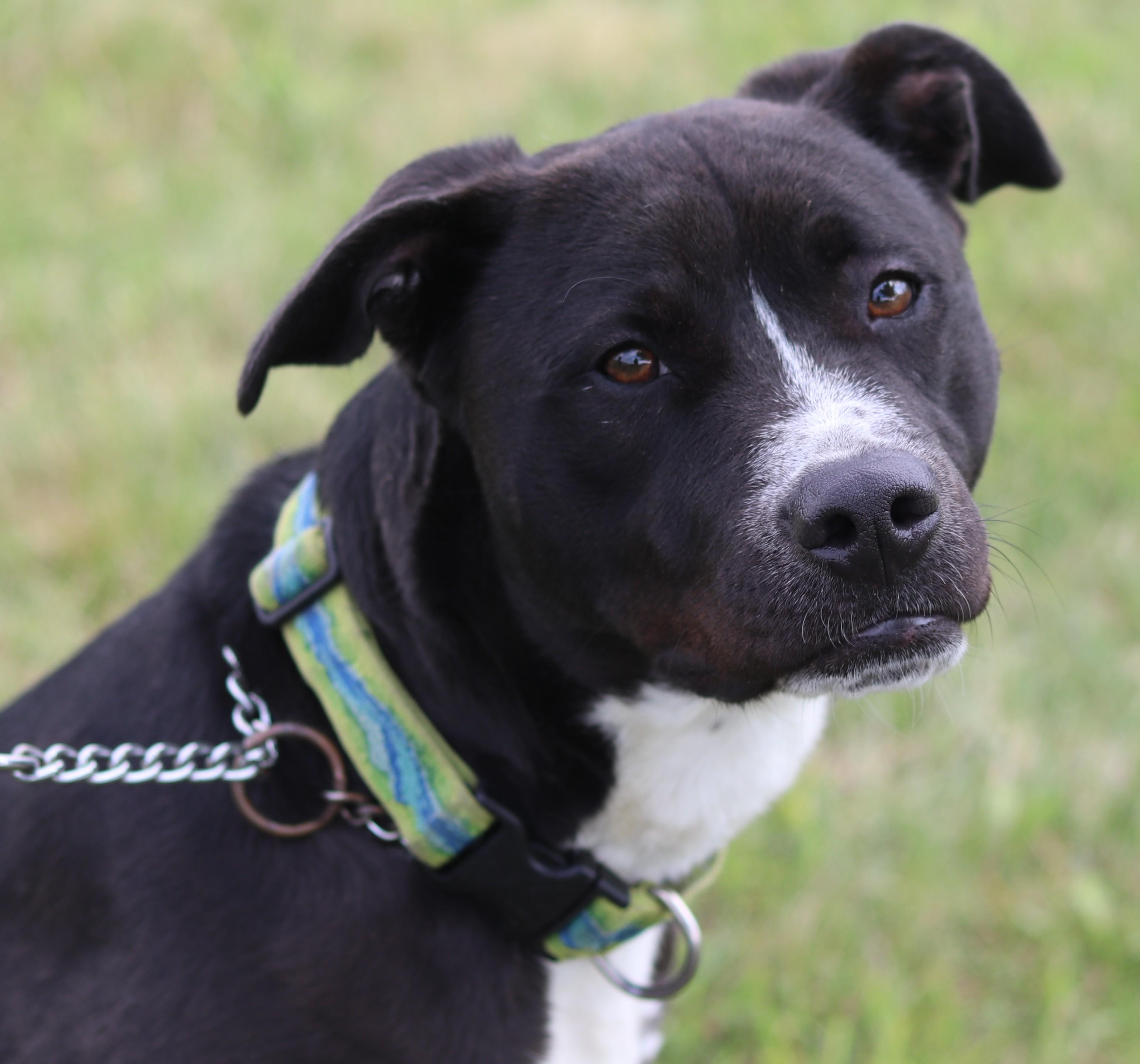 Enlarge Spaz, an adopted Mixed Breed in Ionia, MI image 3/6
