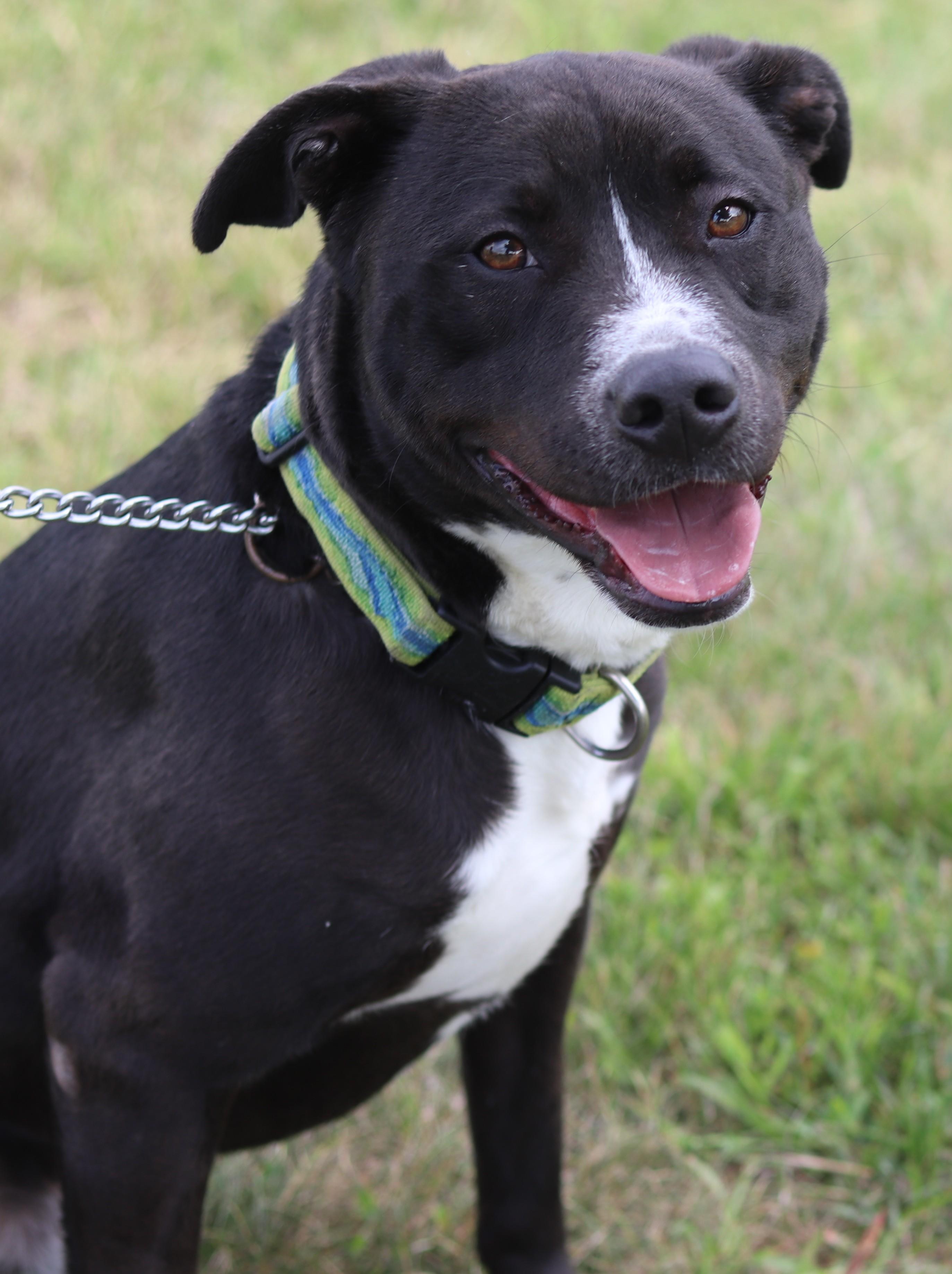 Enlarge Spaz, an adopted Mixed Breed in Ionia, MI image 2/6