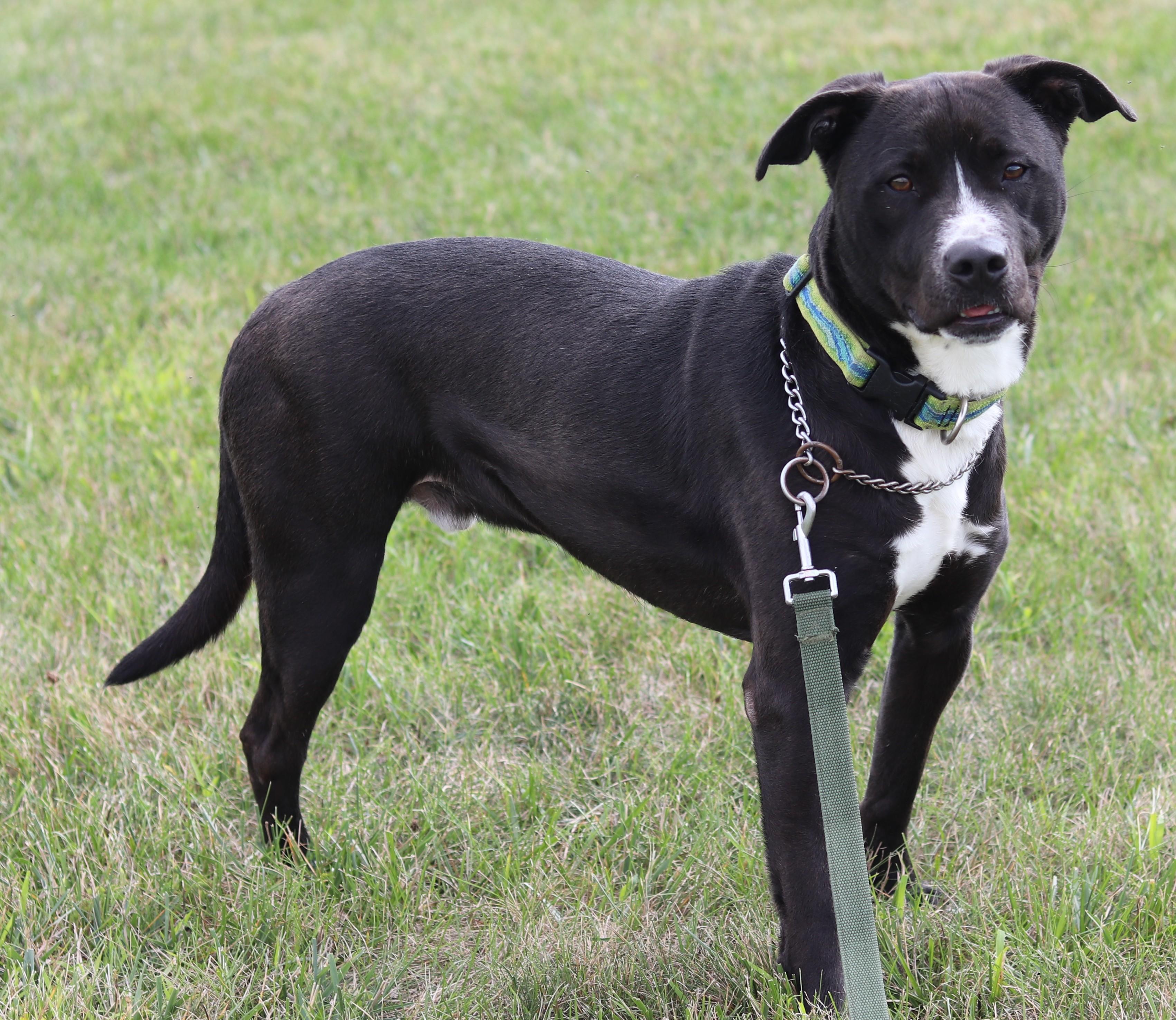 Enlarge Spaz, an adopted Mixed Breed in Ionia, MI image 6/6