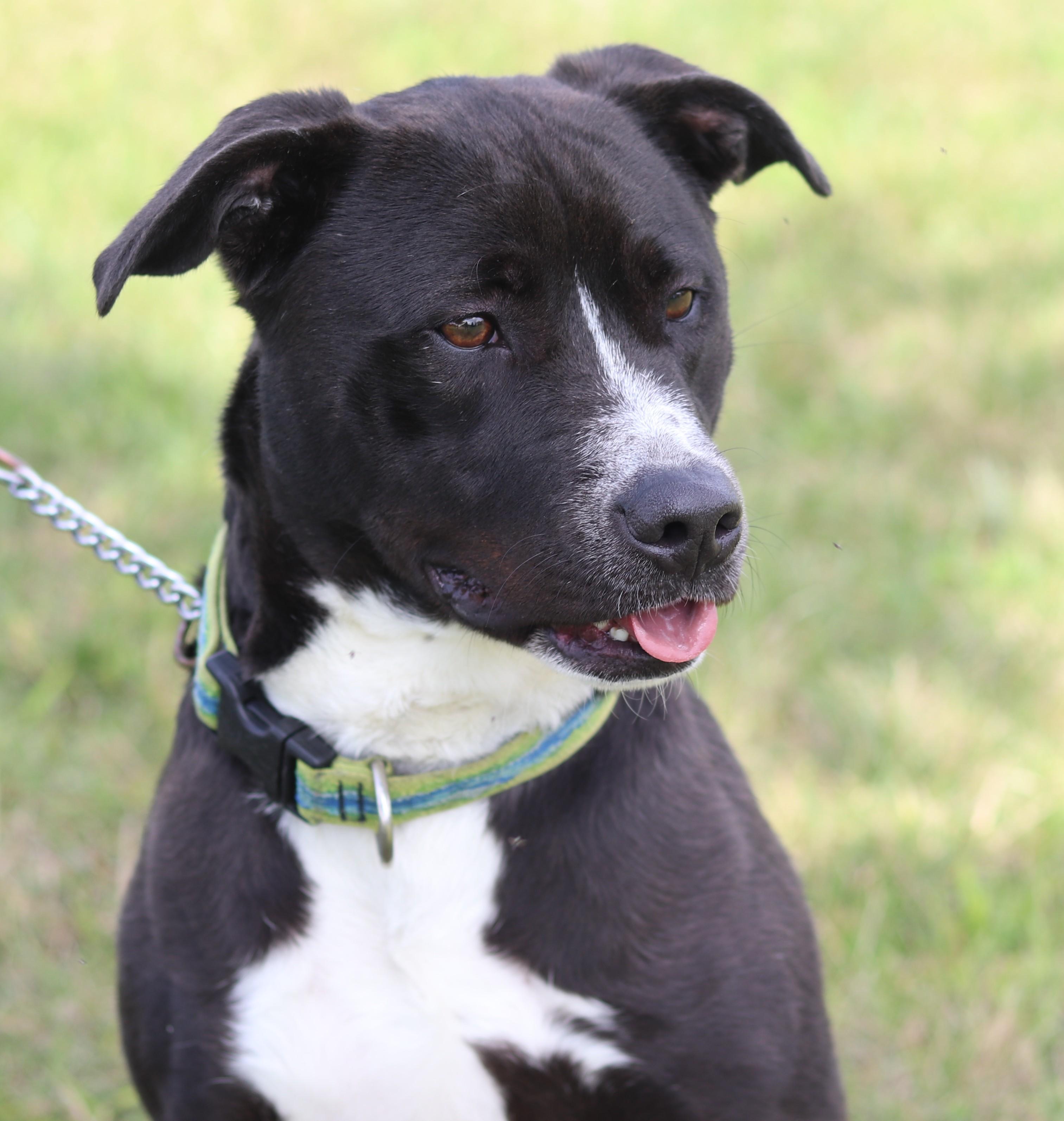 Enlarge Spaz, an adopted Mixed Breed in Ionia, MI image 1/6