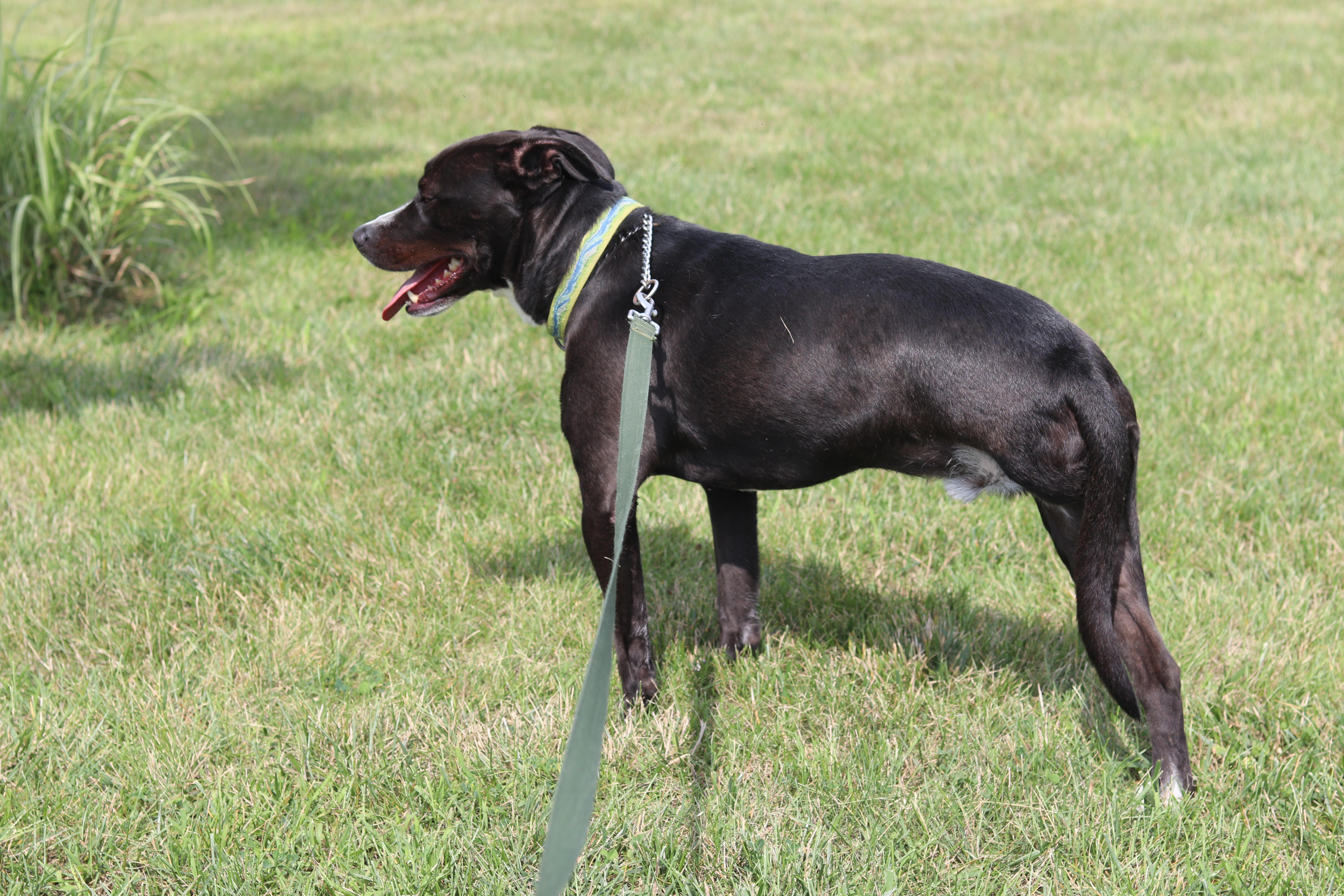 Enlarge Spaz, an adopted Mixed Breed in Ionia, MI image 5/6