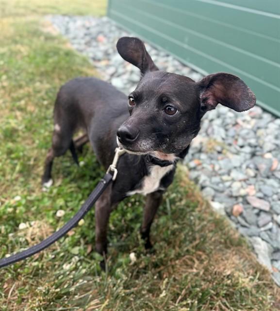 Enlarge PIXIE, a Adoptable Chihuahua in Leesburg, VA image 1/1