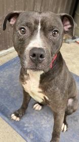 Happy, Adopted, Adult Male American Bulldog.