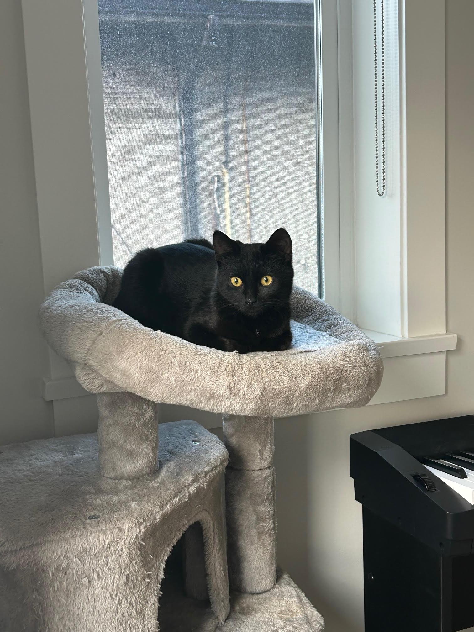 Enlarge Matilda, an adopted Domestic Short Hair in BURNABY, BC image 1/1