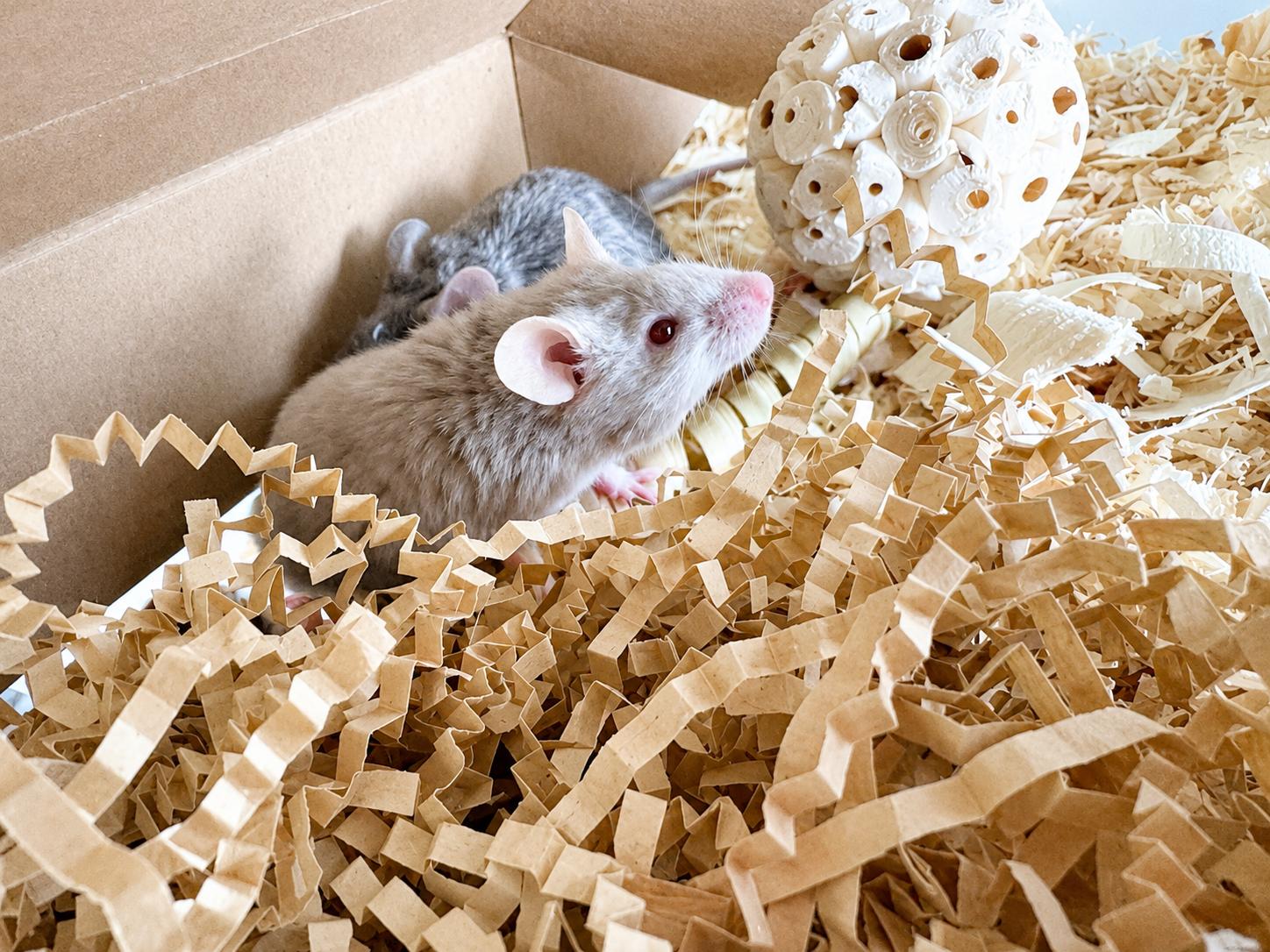 Sage, ADOPTABLE, Young Male Mouse.