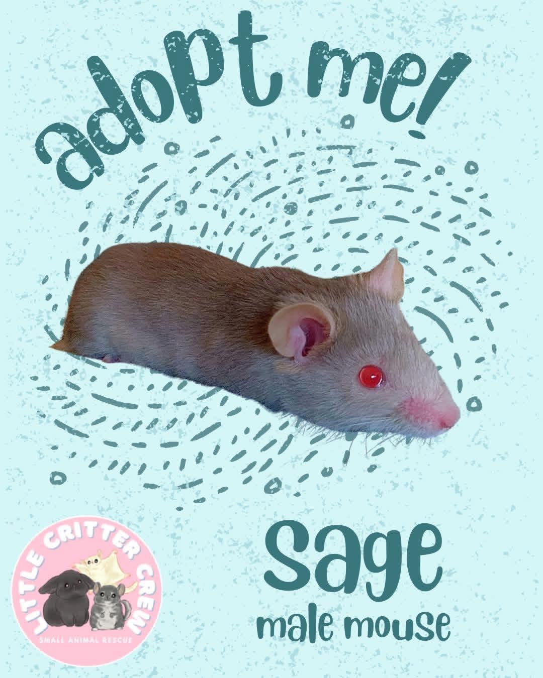 Sage, ADOPTABLE, Young Male Mouse.