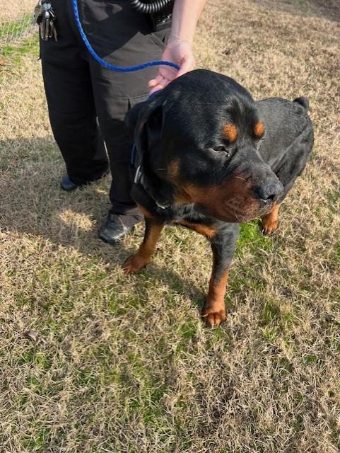 Enlarge Bart2135, a ADOPTABLE mixed breed in Rocky Mount, NC image 3/3