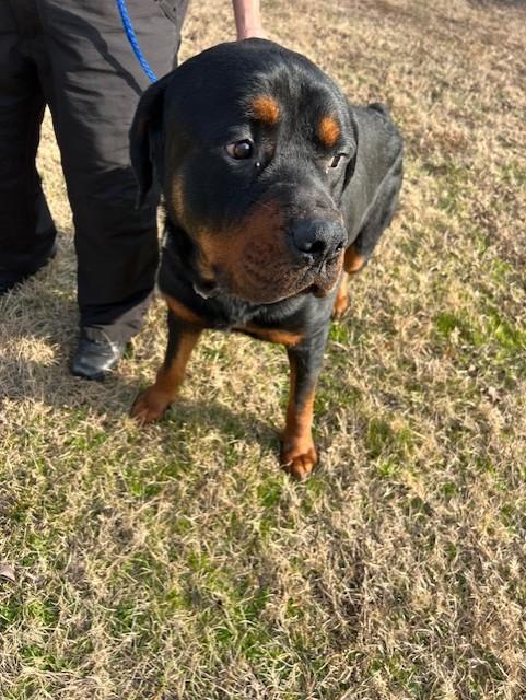 Enlarge Bart2135, a ADOPTABLE mixed breed in Rocky Mount, NC image 2/3