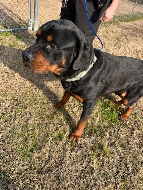 Enlarge Bart2135, a ADOPTABLE mixed breed in Rocky Mount, NC image 1/3