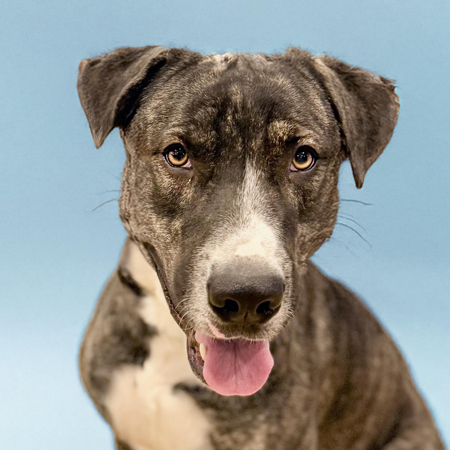 Solomon, Adult Male Pit Bull Terrier