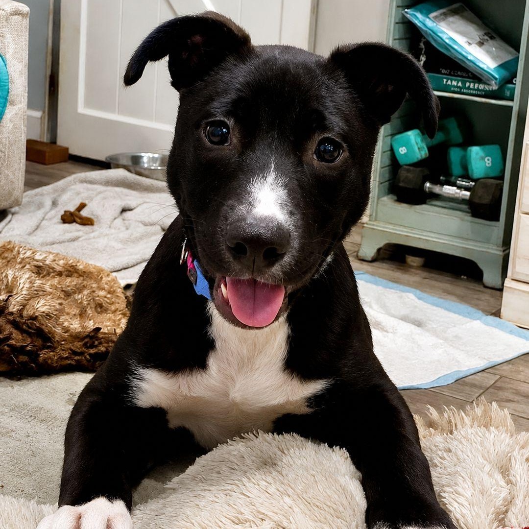 Enlarge Nova, a ADOPTABLE mixed breed in Myrtle Beach, SC image 1/1