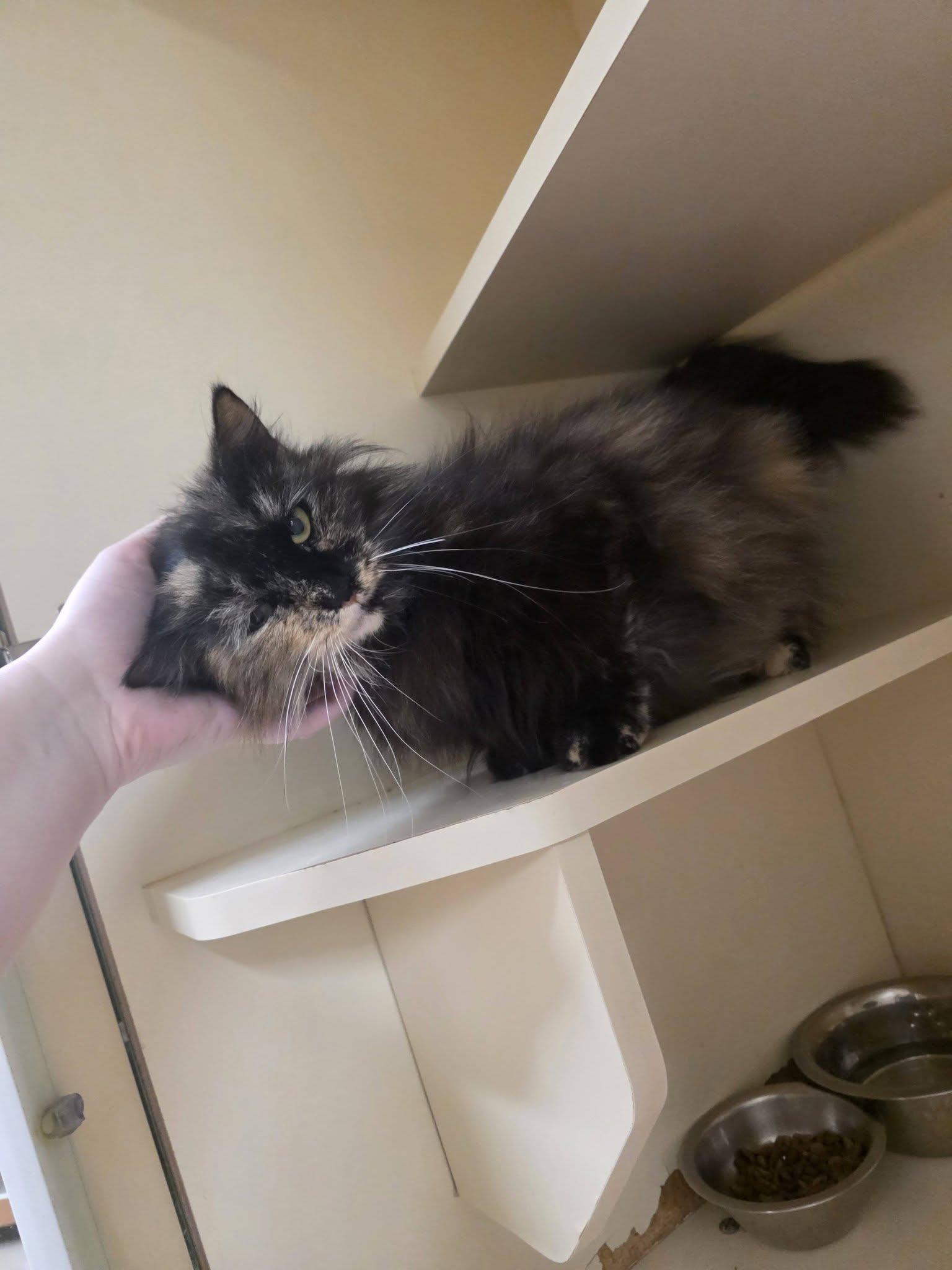 26-86, adopted, Adult Female Domestic Long Hair.