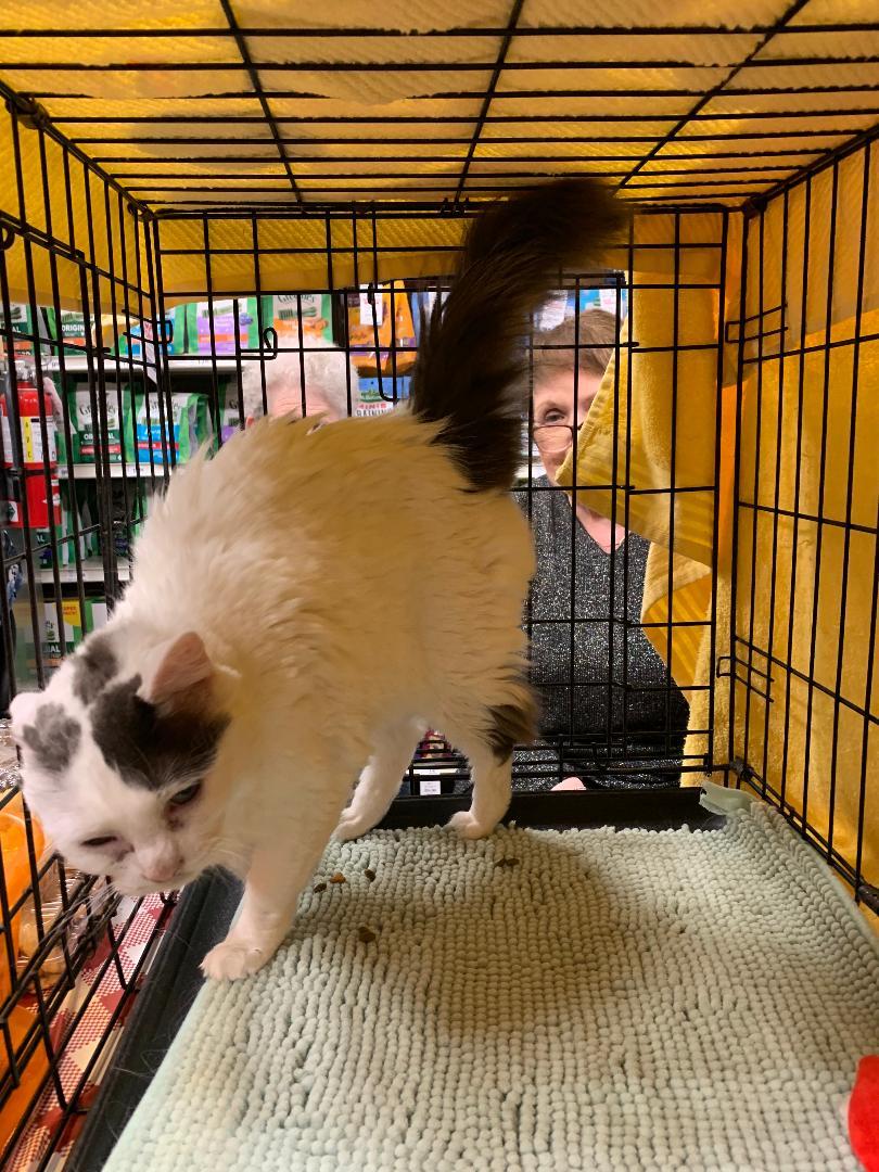 Aurora, Adopted, Adult Female American Shorthair.