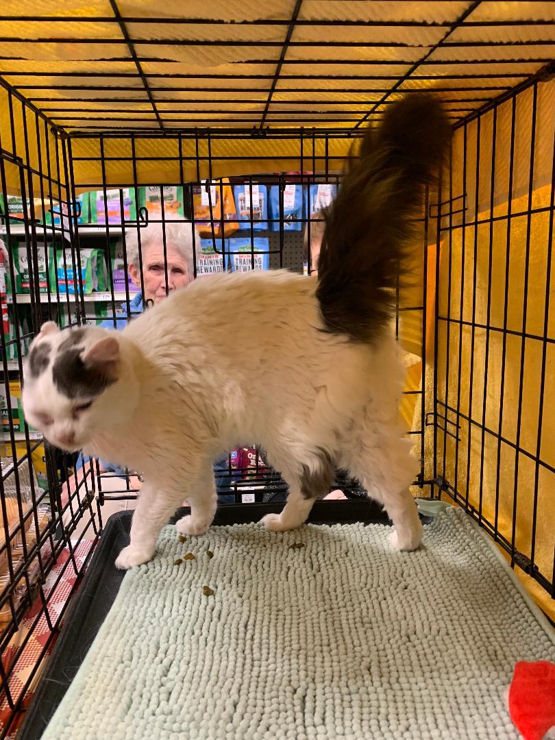 Enlarge Aurora, a Adopted American Shorthair in Yardley, PA image 3/3