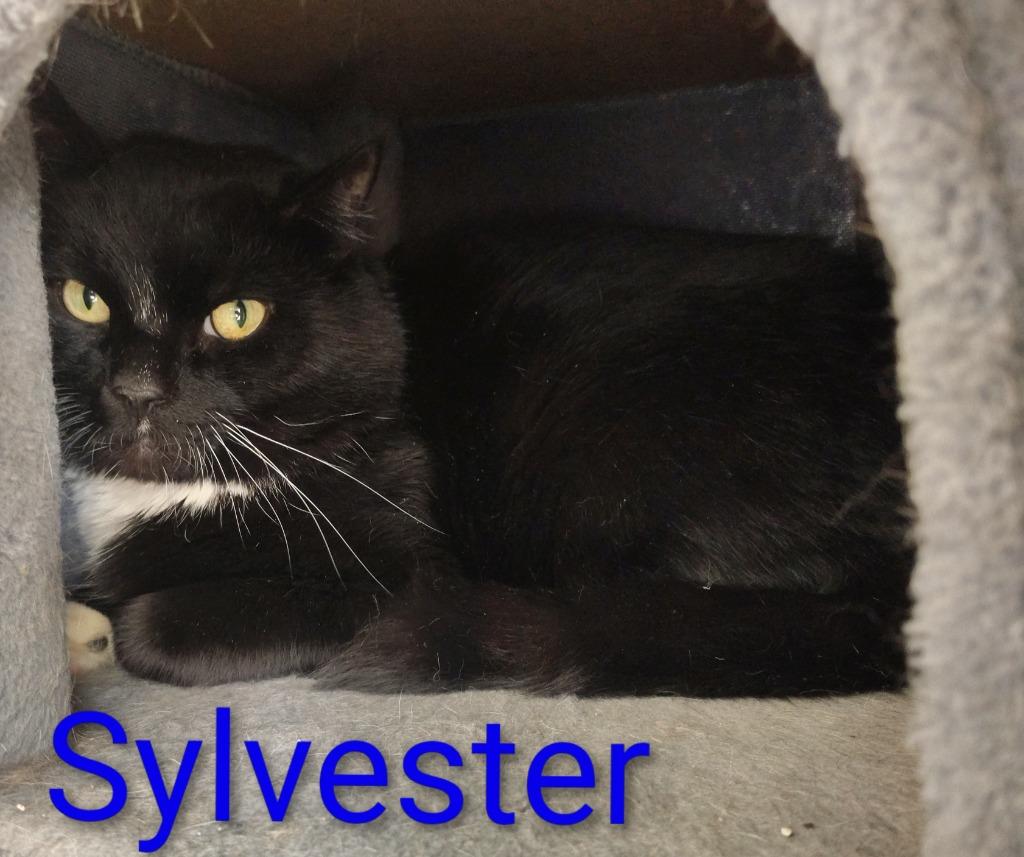 Sylvester, Adopted, Young Male Domestic Short Hair.