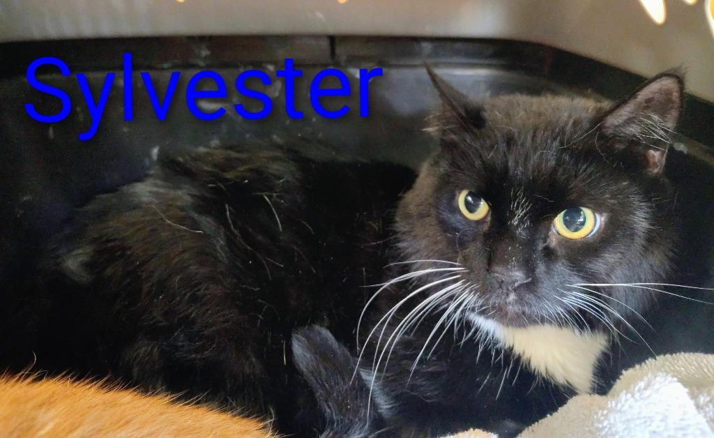 Enlarge Sylvester, a Adopted mixed breed in Mena, AR image 2/2