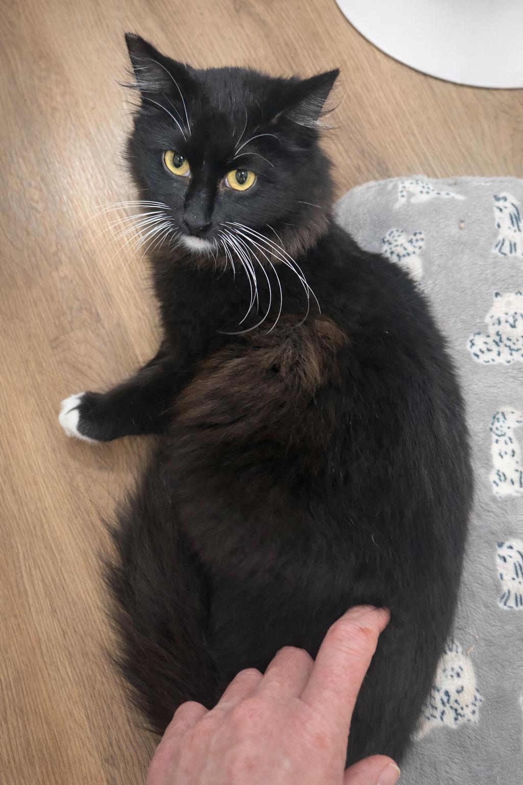 Laddy, Adoptable, Young Female Domestic Medium Hair.