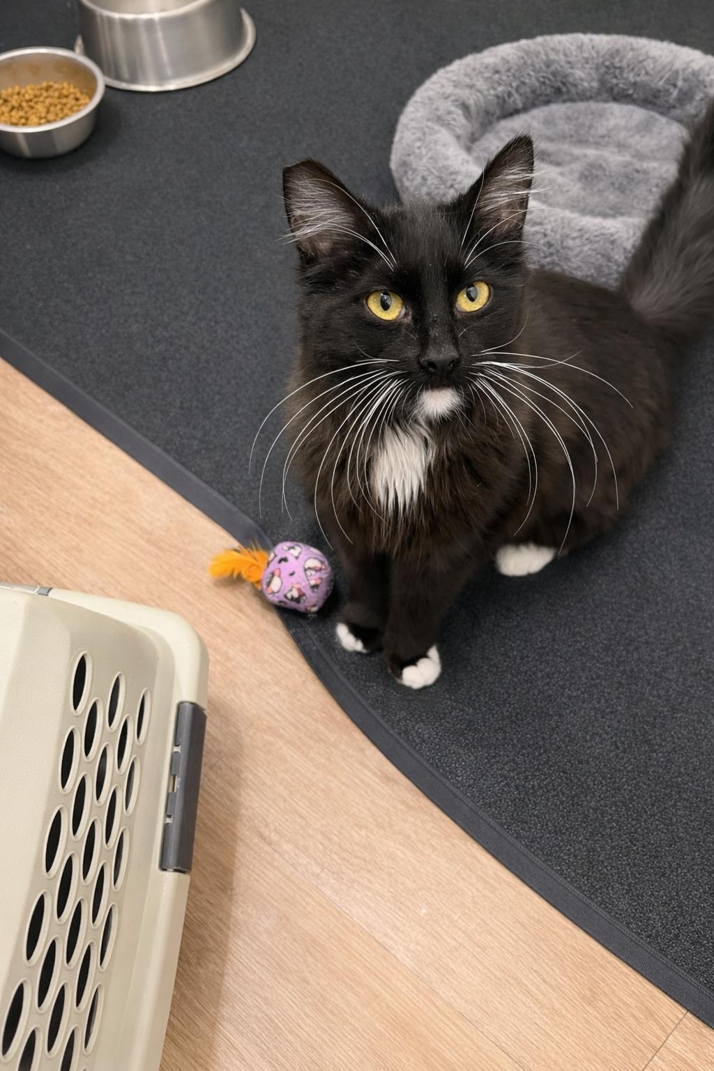 Enlarge Laddy, a Adoptable Domestic Medium Hair in Rio Linda, CA image 2/4