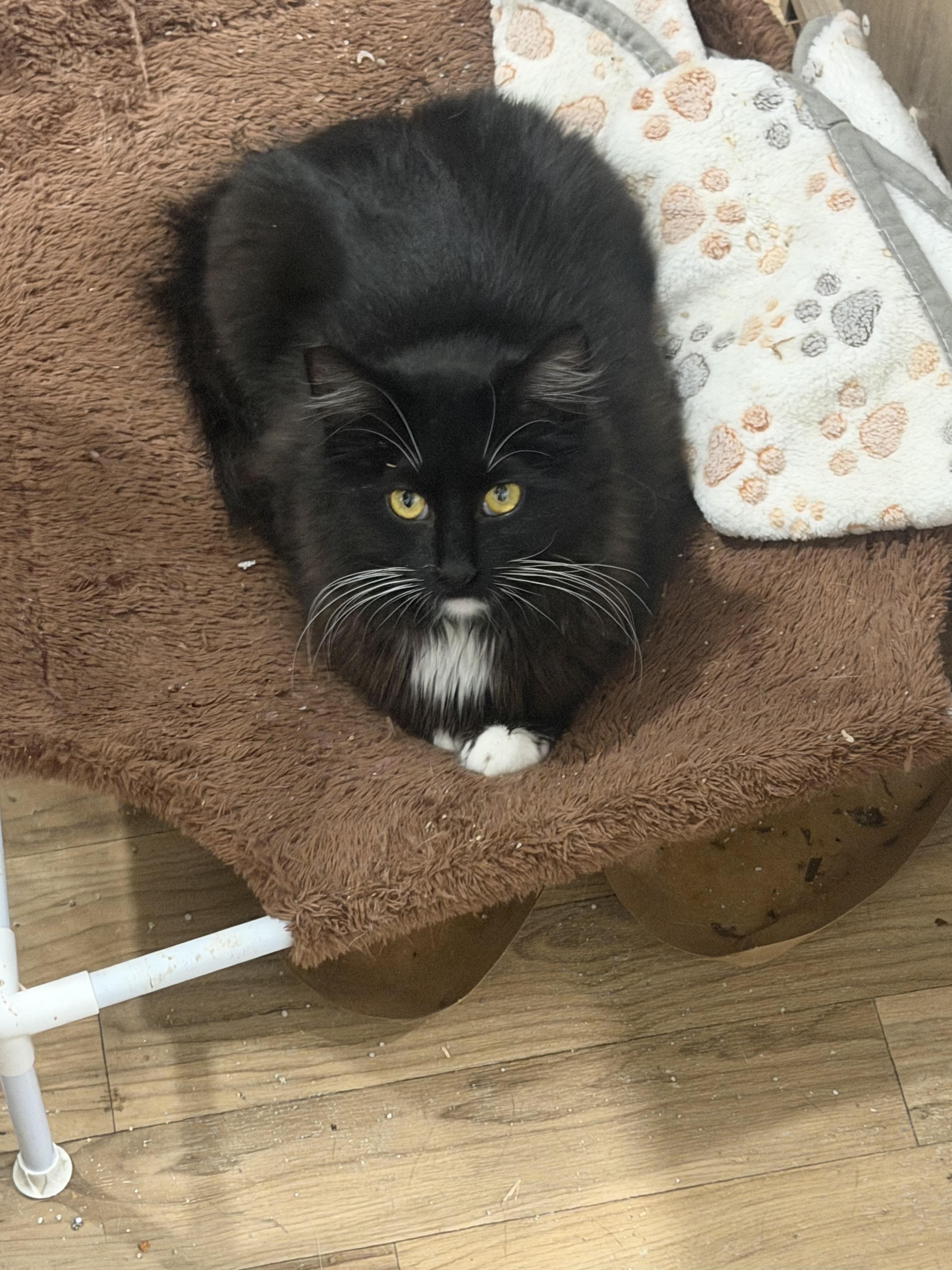 Enlarge Laddy, a Adoptable Domestic Medium Hair in Rio Linda, CA image 4/4