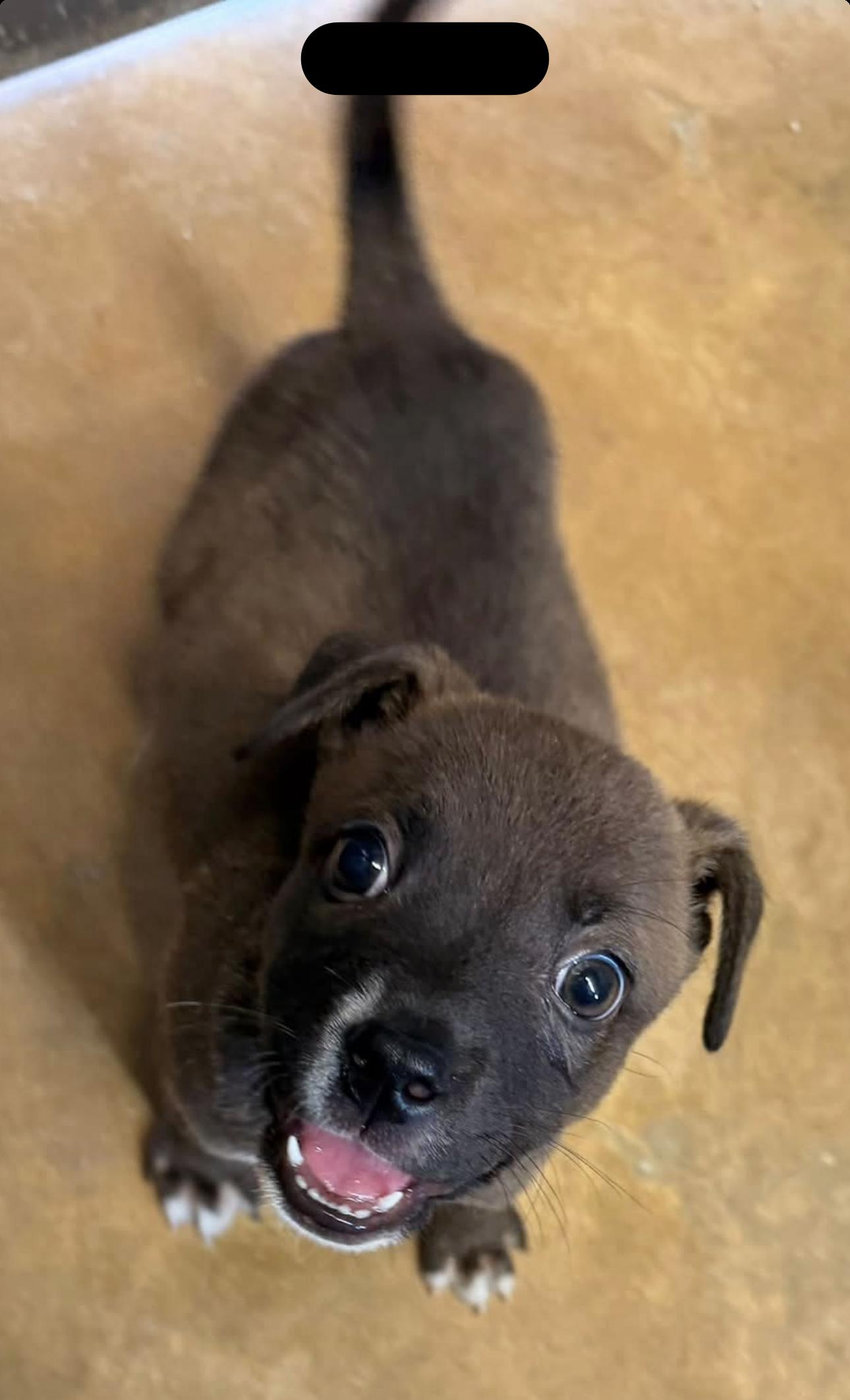 Enlarge Little foot, a Adopted Mixed Breed in Vicksburg, MS image 1/1