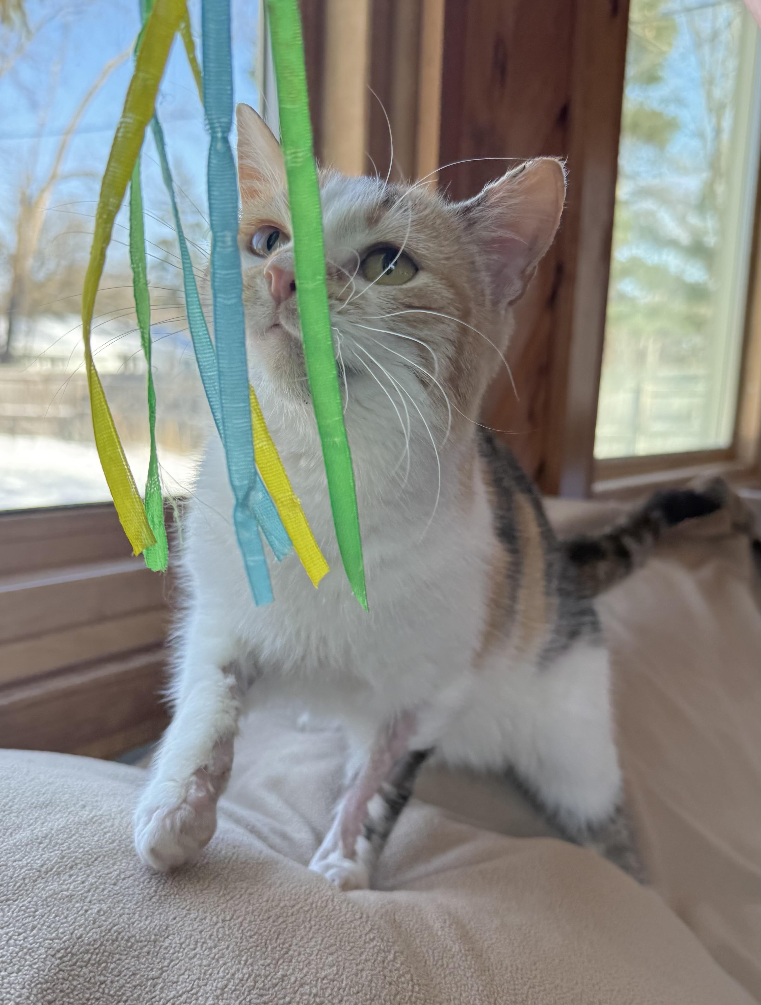 Enlarge Minka , a hold Calico in Minneapolis, MN image 5/5