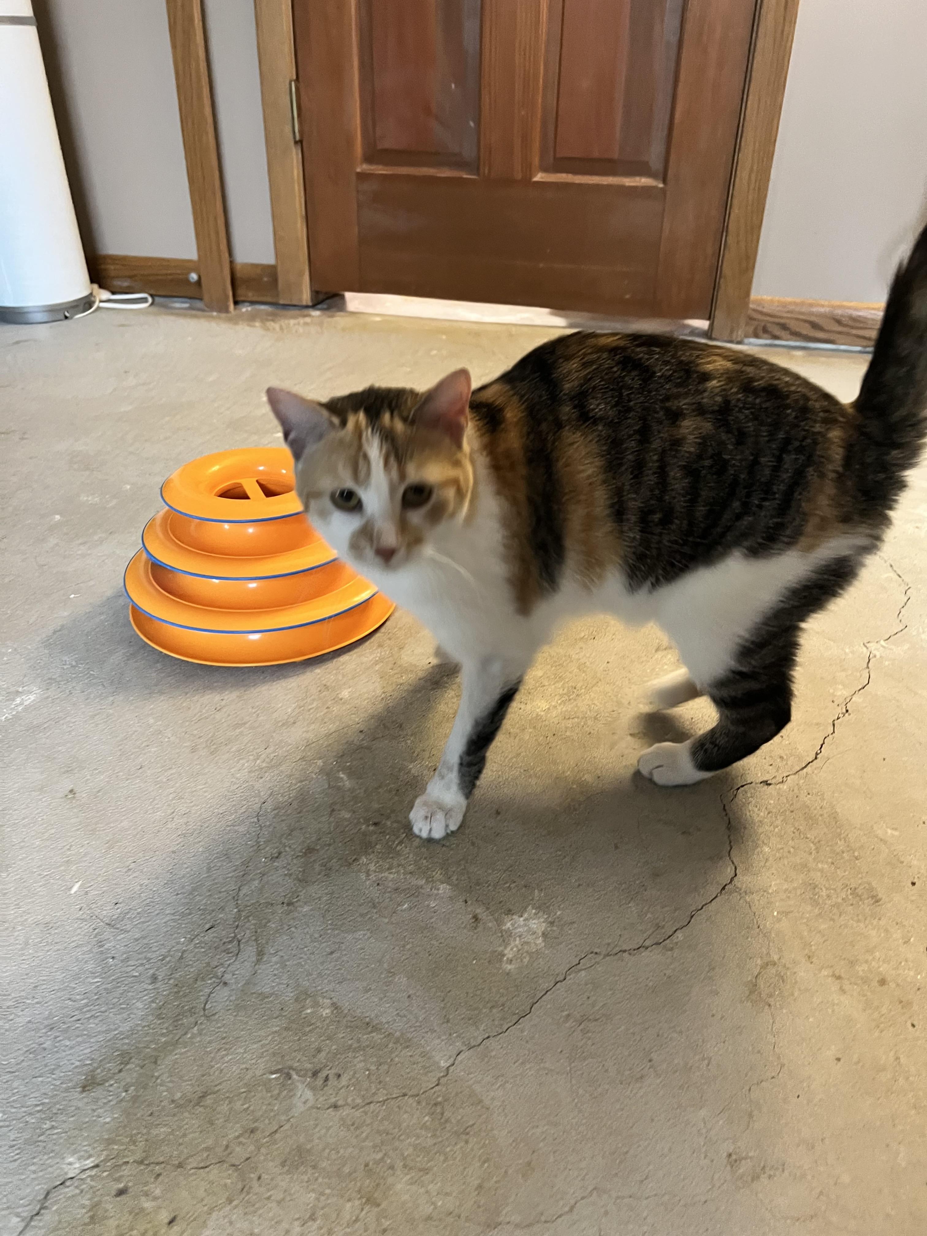 Enlarge Minka , a hold Calico in Minneapolis, MN image 3/5