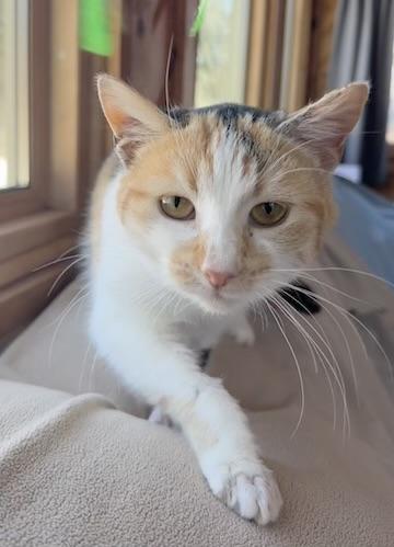 Enlarge Minka , a hold Calico in Minneapolis, MN image 4/5