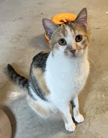 Enlarge Minka , a hold Calico in Minneapolis, MN image 1/5