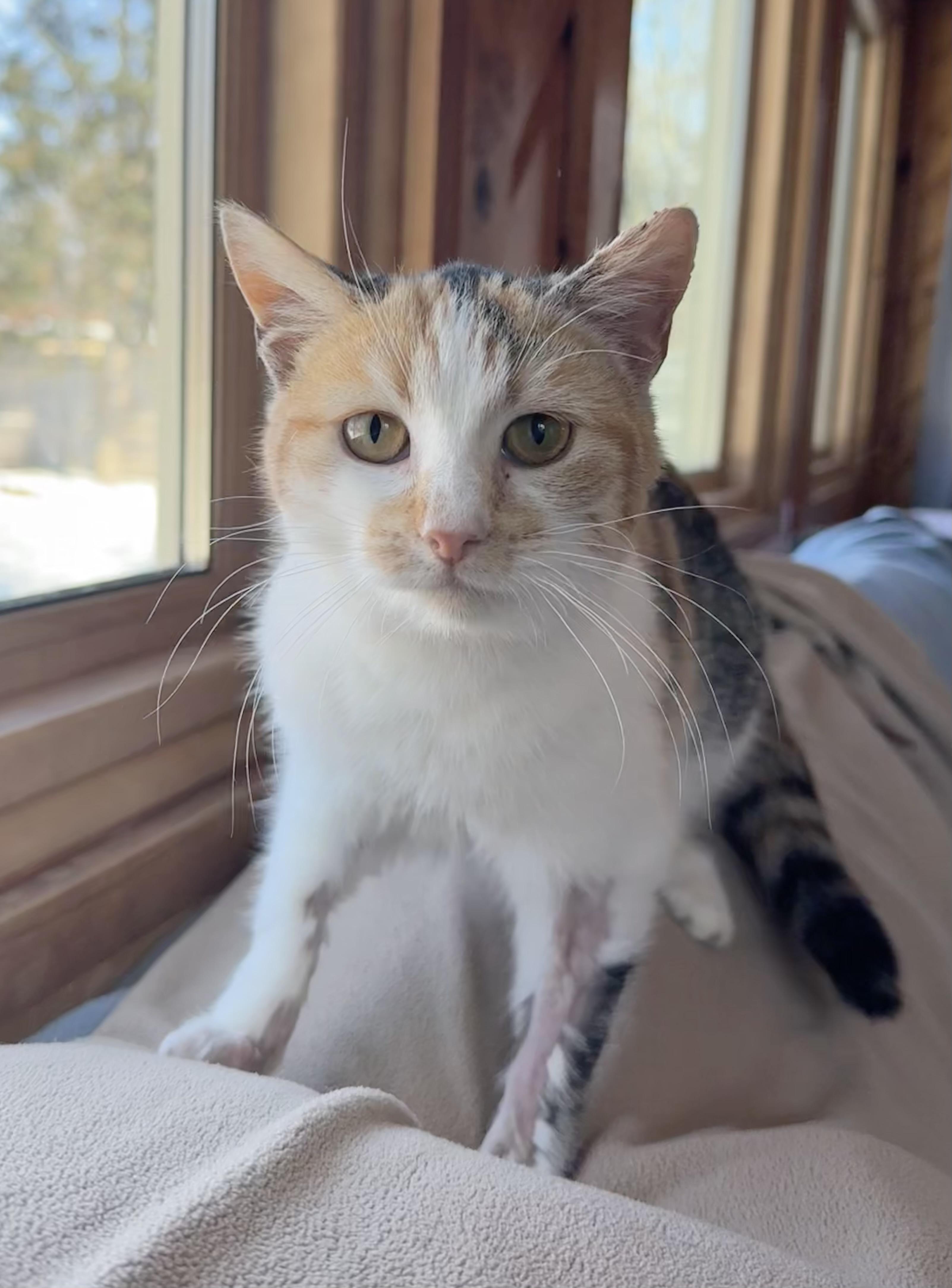 Enlarge Minka , a hold Calico in Minneapolis, MN image 2/5