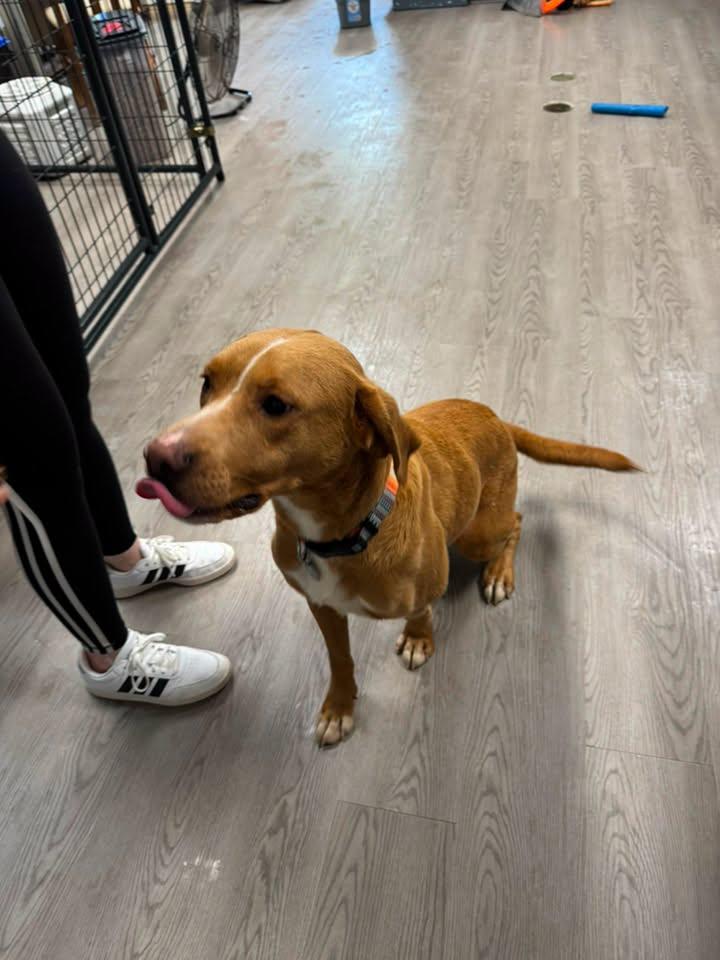 Sophie, adopted, Young Female Labrador Retriever.