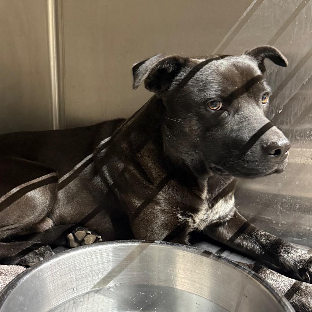 Ranger, Adoptable, Adult Male Mixed Breed.