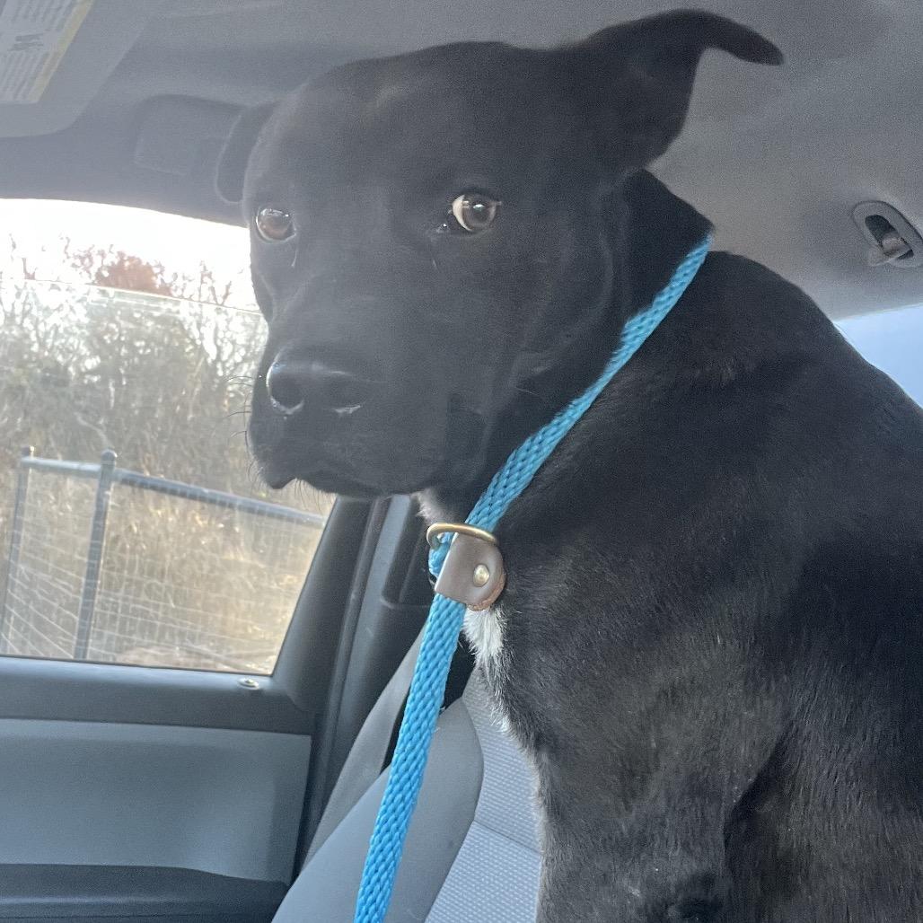 Enlarge Ranger, a Adoptable Mixed Breed in Pauls Valley, OK image 2/4