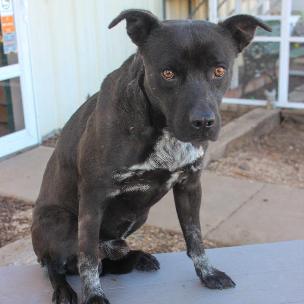 Enlarge Ranger, a Adoptable Mixed Breed in Pauls Valley, OK image 3/4