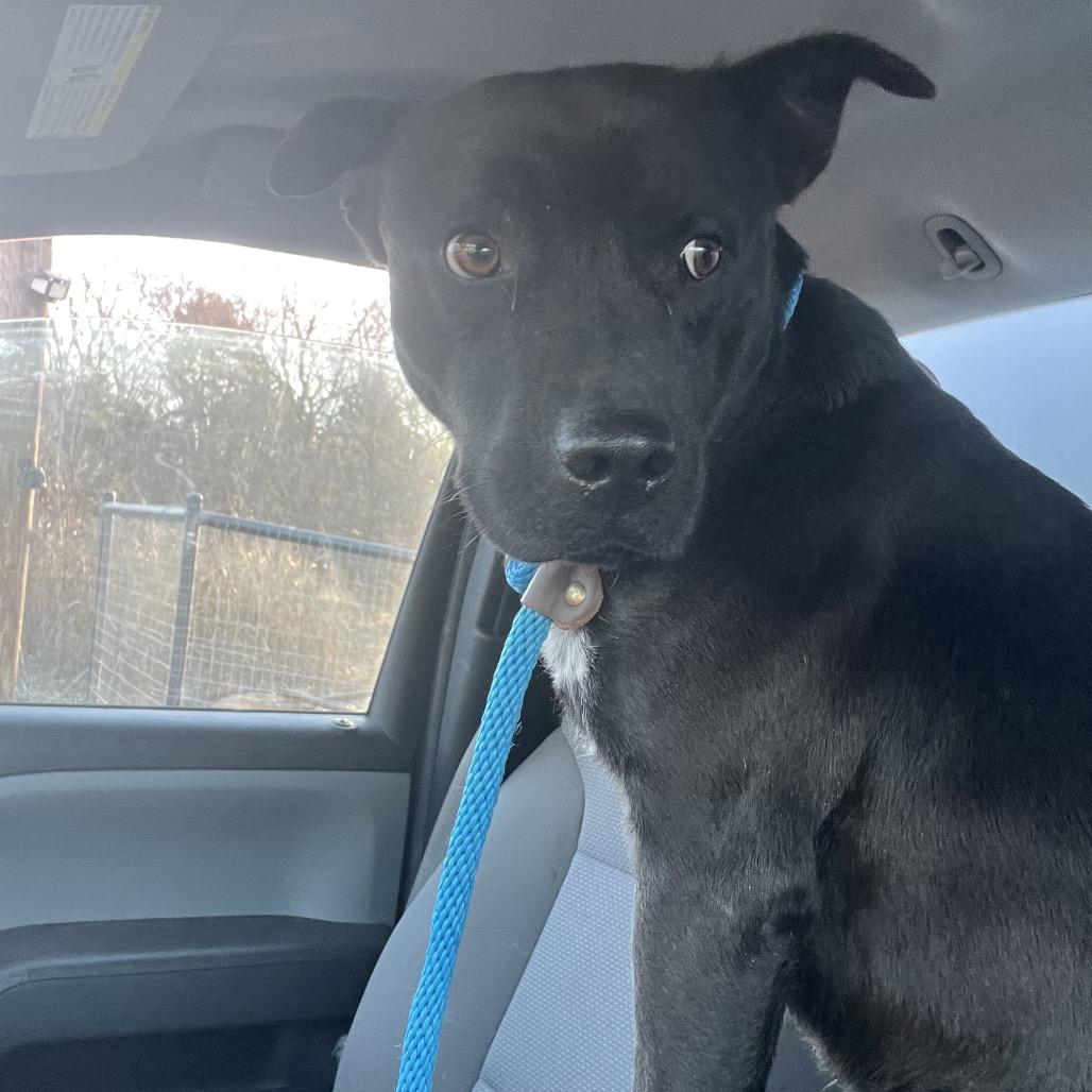 Enlarge Ranger, a Adoptable Mixed Breed in Pauls Valley, OK image 4/4