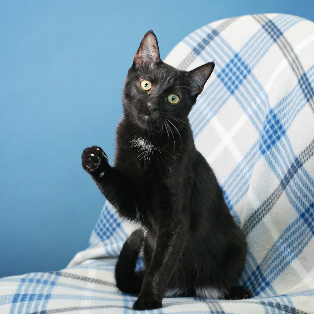 Enlarge Axel, a Adoptable Domestic Medium Hair in Flower Mound, TX image 1/6