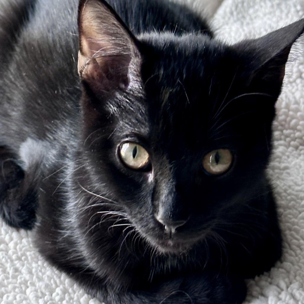 Axel, a Adoptable Domestic Medium Hair in Flower Mound, TX image 1/6