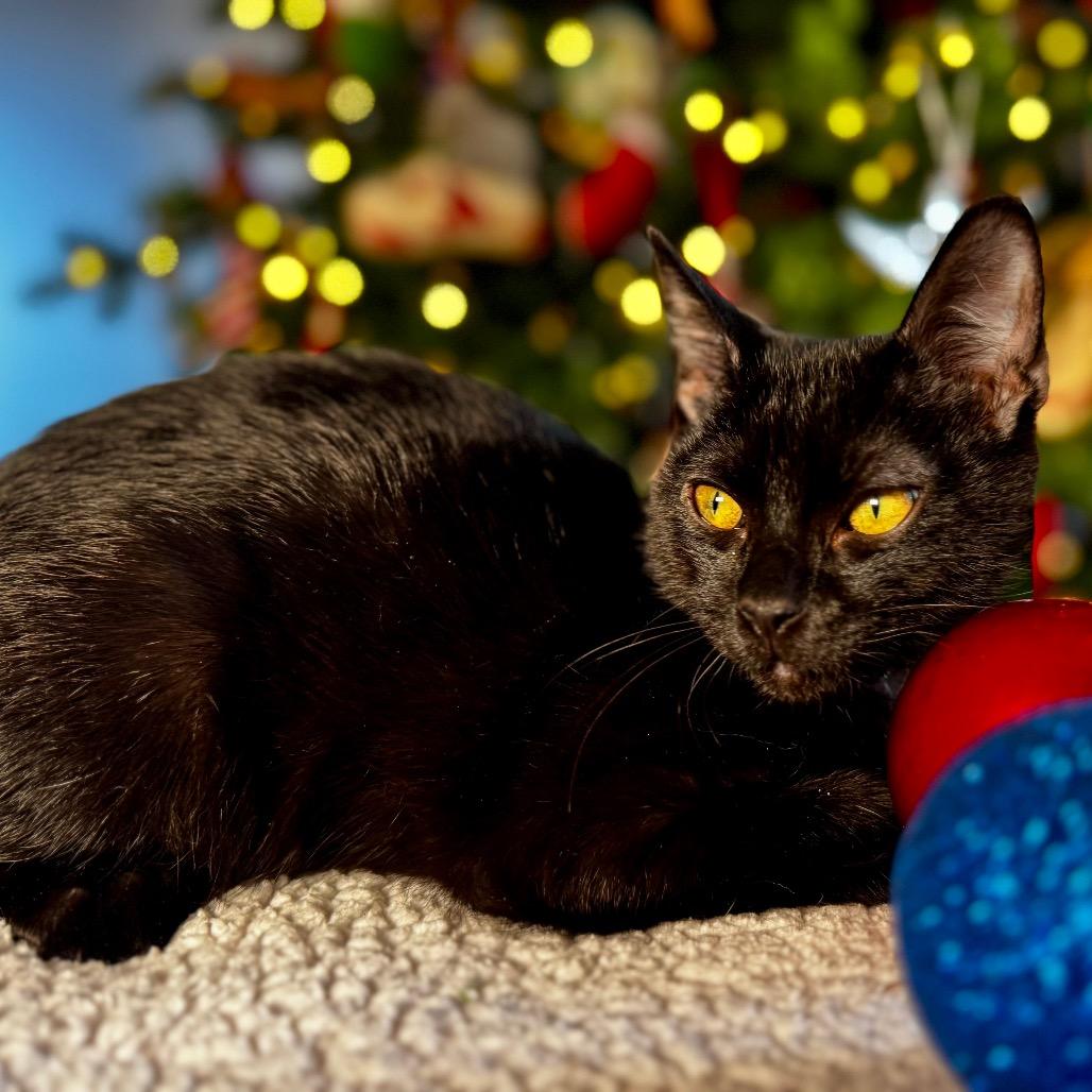 Axel, Adoptable, Kitten Male Domestic Medium Hair.