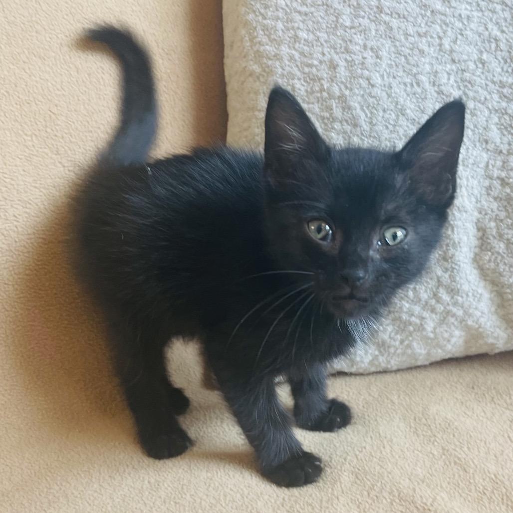 Enlarge Axel, a Adoptable Domestic Medium Hair in Flower Mound, TX image 2/6